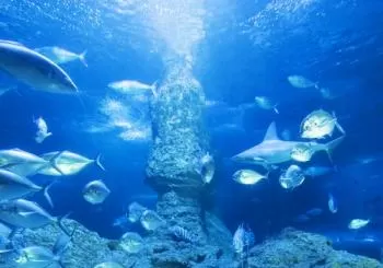 AQWA: The Aquarium of Western Australia en Perth