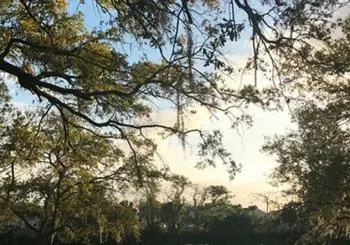 Peacocks, Presidents and Puzzles - The Winter Park Walking Tour + Boat Tour en Orlando