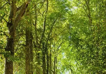 La Senda, un recorrido con historia y naturaleza en Vitoria-Gasteiz