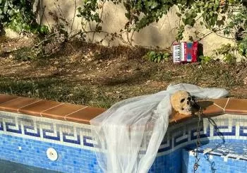 HAMLET: aquesta calavera abans tenia llengua en Barcelona