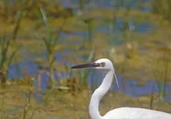FAUNA AL DELTA DEL LLOBREGAT - AMB ALBERT MASÓ En Barcelona