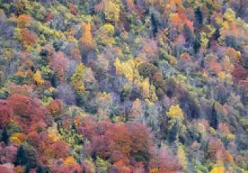 PHOTO TREKKING "OTOÑO EN VALL D'ARAN" CON MARTA BRETÓ En Les