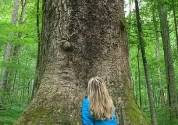 Forest Bathing & Nature Therapy Walk en Asheville