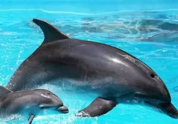 Dolphin Tour & Inshore Fishing Adventure (Flowing Water Charters) en Destin