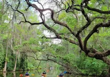 Half day kayak and paddle board rentals on the scenic Dora Canal en Orlando