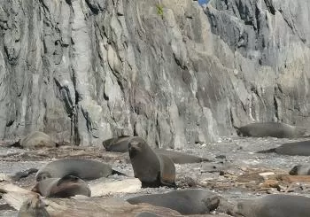 Seal Coast Safari Tour by 4WD en Wellington