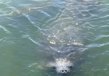 Wildlife Tour of Indian River Lagoon with Experienced Captain en Daytona