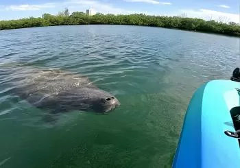 Lido Key Pedal Kayak Tour in Sarasota