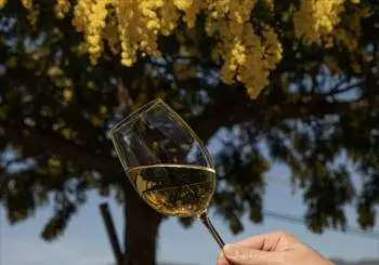 Wines of Sicily at SicilyFEST London 2024
