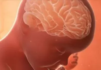 Entradas How The Unborn Brain Develops en The Grizzly Bear