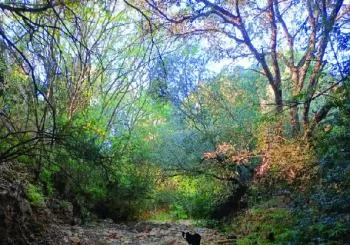 Passejada i conversa pel torrent en Sa Pobla