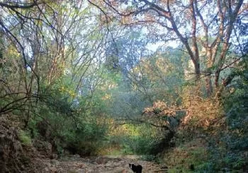 II Conversa i passejada pel torrent de Búger amb Pep Cirer en sa Pobla