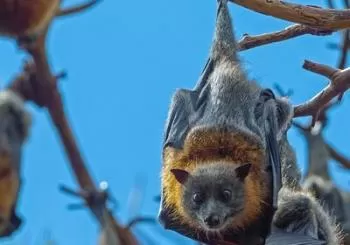 Flying Fox Experience, Thousands of Australia's Largest Bat en Sydney