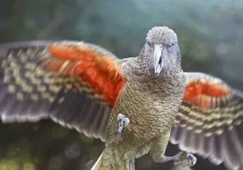 Willowbank Wildlife Reserve Day Entry en Christchurch