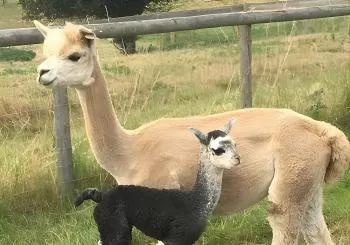 2-Hour Alpaca Farm Experience in Kenilworth en Coventry