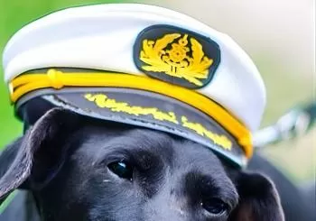 Dog Day of Summer Harbor Cruise in Boston