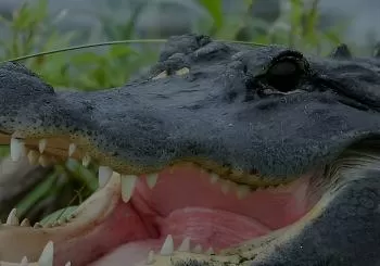 Airboat Rides Florida Everglades Captain Wayne en Fort Lauderdale