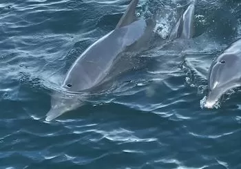 Frisky Mermaid Dolphin + Scenic Bay Sightseeing Tour en Pensacola