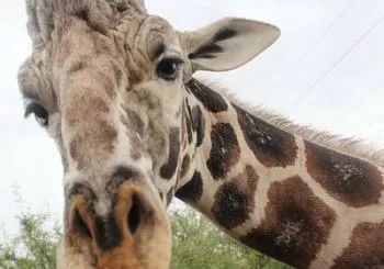 Out of Africa Wildlife Park Admission Ticket en Phoenix