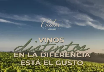Cata Santamarine: Vinos distintos en Alicante