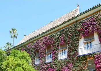 Sevilla Patrimonial: Las Setas, La Macarena y Dueñas