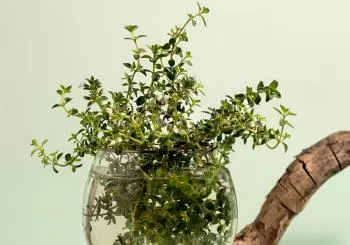 Taller de jardinería japonesa en Espacio Vino en Madrid