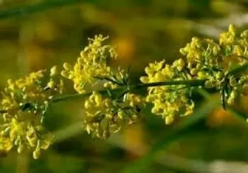 GARAIKO SENDABELARREKIN....UKENDUA! en Murgia