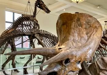 Museum of Natural History Murder Mystery & Scavenger Hunt New York