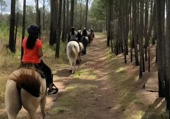 Horseback Ride on Scenic Lake Louisa Trails en Orlando