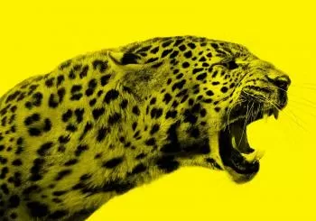 Locarno Film Festival - Piazza Grande | 15.08.2024