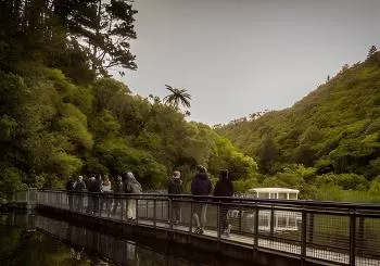 Zealandia - Twilight Guided Eco Wildlife Tour en Wellington