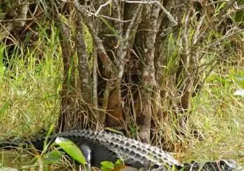 Everglades: Airboat Ride, Wildlife Show & Roundtrip Transport from Miami