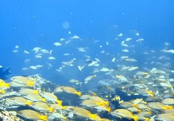Full day Snorkeling Tour Santa Fe Island and Playa Escondida en Santa Cruz