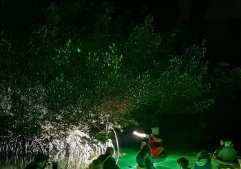 Sharkey's Glass Bottom Fish Feeding LED Night Tour in Sarasota