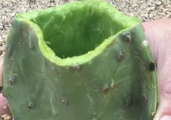 Sonoran Desert- Wild Foods and Traditional Skills en Tucson