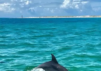 Frisky Mermaid Dolphin Tour + Secluded Beach + Equip en Pensacola