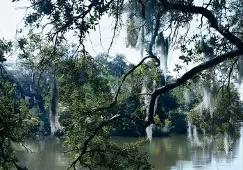 A Walk in the Park: City Park New Orleans Audio Tour