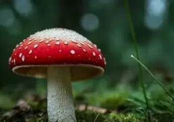 GURE MENDIKO ZIZAK en Murgia