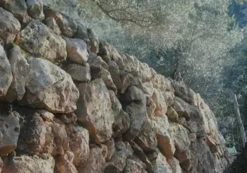 DIA MUNDIAL DE L´OLIVERA. Viu l´olivar de muntanya en Fornalutx