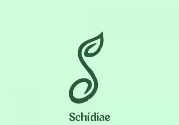 JOVEN FESTIVAL SACRO - Schidiae Vocal Ensemble en Madrid