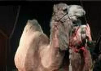 Circ de Nadal presenta Zoorprendente: el circo de los animales Valencia