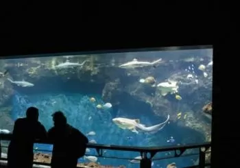Aquarium de Lyon : à la découverte de poissons du monde entier