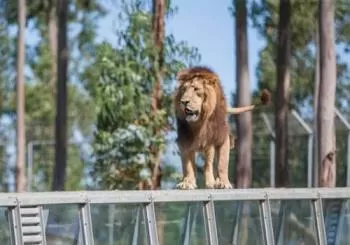 Zoo Santo Inácio: sem filas en Porto