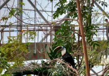 Green Planet: Dubai's Indoor Rainforest - Skip The Line United Arab Emirates