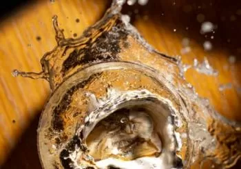 Exclusive 6-Course Tasting Menu with Sommelier Wine Pairing & Live Violinist en London
