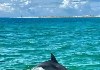 Frisky Mermaid Dolphin Tour + Secluded Beach + Equip en Pensacola
