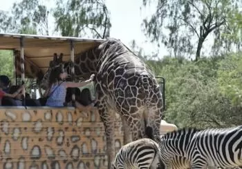 Out of Africa Wildlife Park en Phoenix