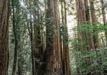 The Ultimate Day in the Bay Including Muir Woods en San Francisco