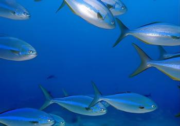 Full day Snorkeling Tour Santa Fe Island and Playa Escondida en Santa Cruz