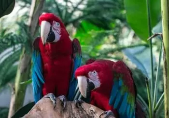 Bloedel Conservatory: Indoor Tropical Garden Vancouver